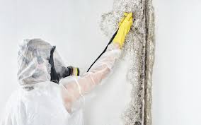 Best Mold Removal for HVAC Installations  in USA